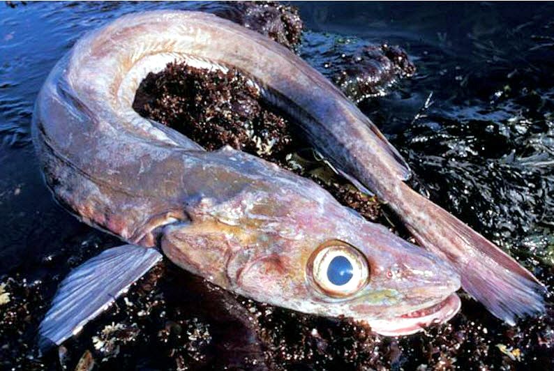 Molva dypterygia_2154.jpg